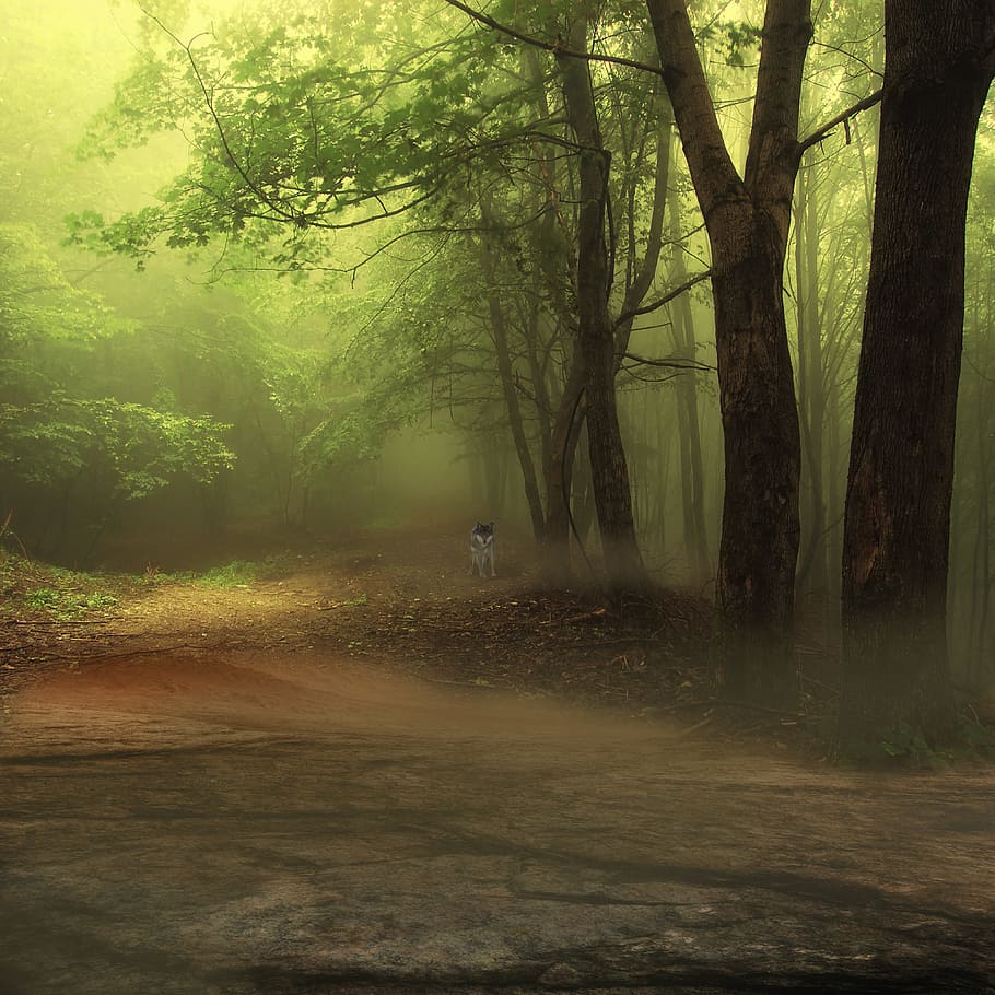 white and black wolf near tall trees on foggy forest, composing HD wallpaper
