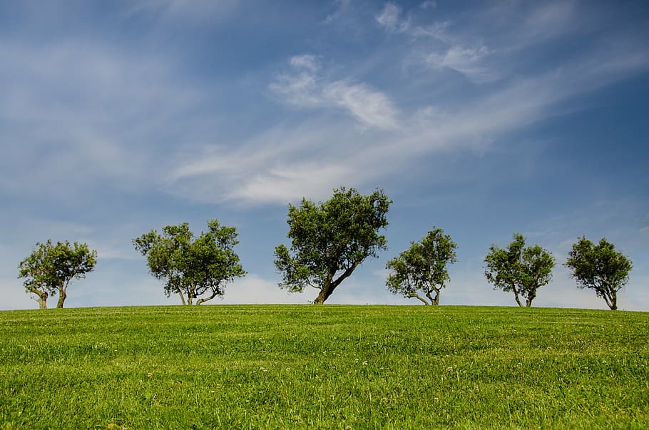 green grass field with trees, hill, blue, nature, park, eco HD wallpaper