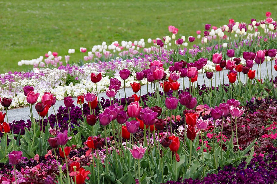 tulips, tulipa, tulpenzwiebel, breeding tulip, purple, white, HD wallpaper