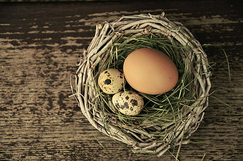 quail and chicken egg, nest, easter, easter nest, easter decoration HD wallpaper