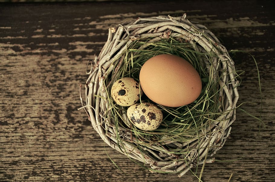 quail and chicken egg, nest, easter, easter nest, easter decoration HD wallpaper
