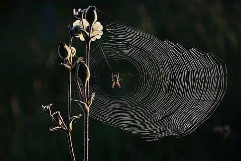 brown and black spider on web, nature, insect, network, macro HD wallpaper