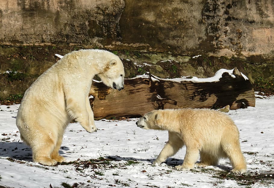 two polar bears standing on top of white snow, play, fight, predator, HD wallpaper