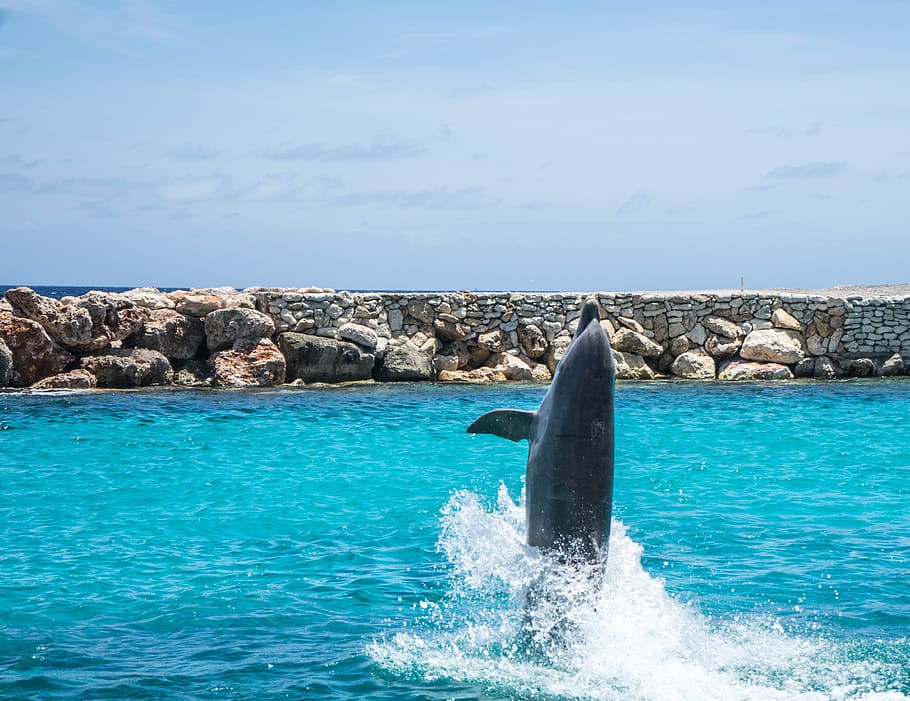 dolphins, aquarium, walking, fish, animal, ocean, water, life HD wallpaper