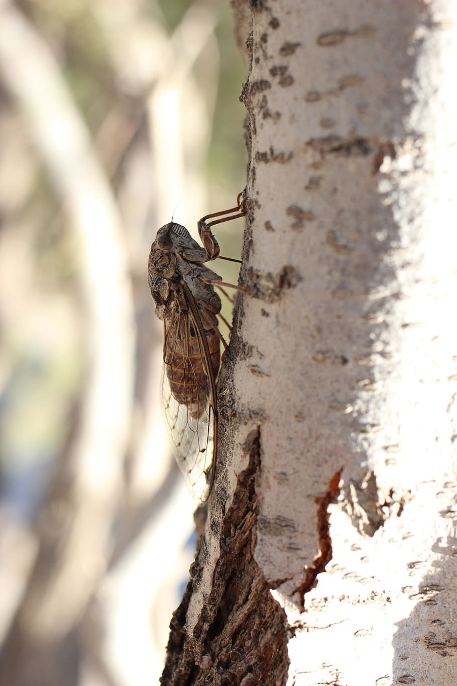 Cicada, Insect, Macro, Small, Animal, Fly, small animal, camouflage HD wallpaper