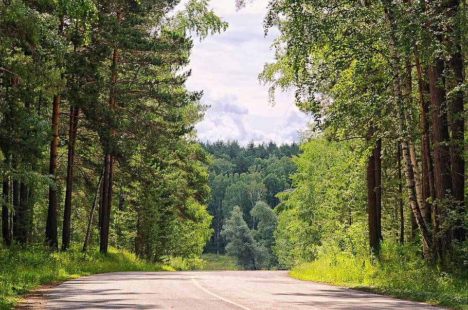Summer, Forest, Road, Nature, Tree, Sky, wild wood, trees, clouds HD wallpaper