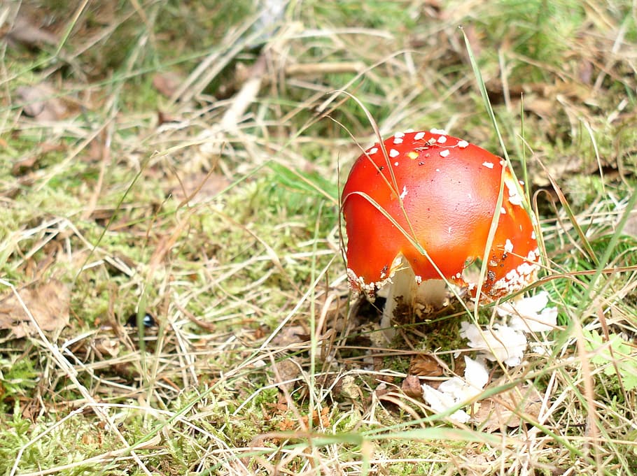 Fungus, Forest, Leaves, Grass, Needles, red, dry, moss, toadstool HD wallpaper