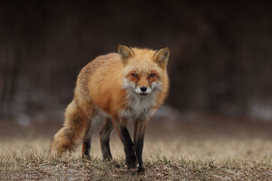 red fox, brown fox walking in forest during daytime, One, animal HD wallpaper