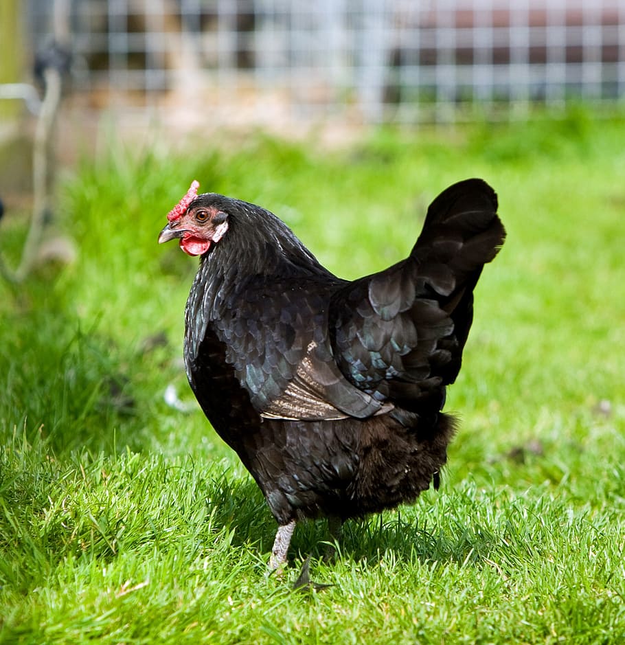 black hen standing outdoors, chicken, bird, green, grass, nature HD wallpaper