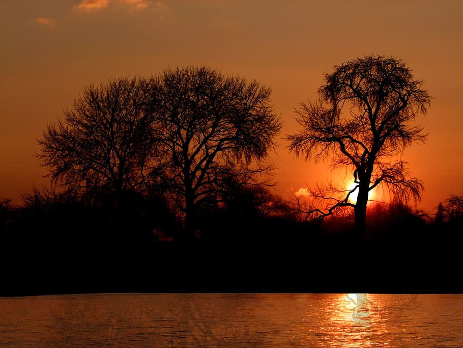 silhoutte of bare trees during sunset, romantic, romamtik, evening HD wallpaper