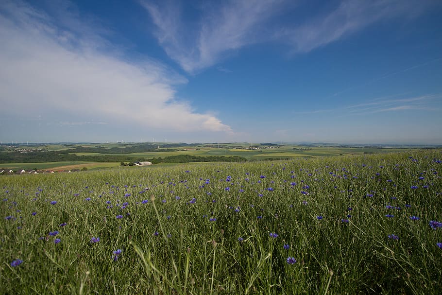 summer, field, sky, blue, panorama, grasses, sun, poppies, bee HD wallpaper
