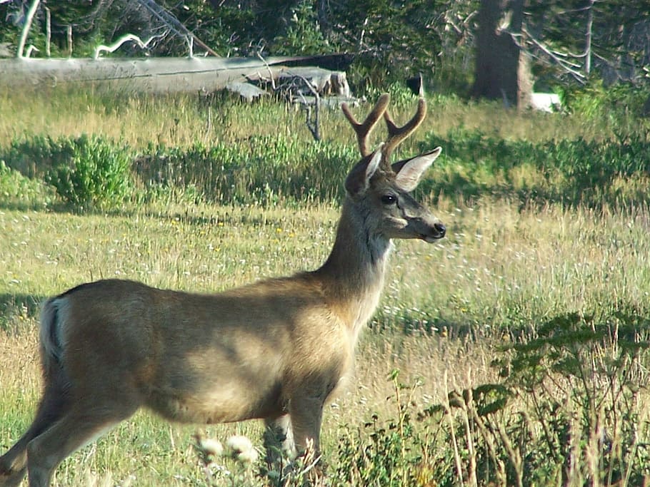 Mule Deer, Buck, Wildlife, Nature, Ears, grass, wilderness, HD wallpaper