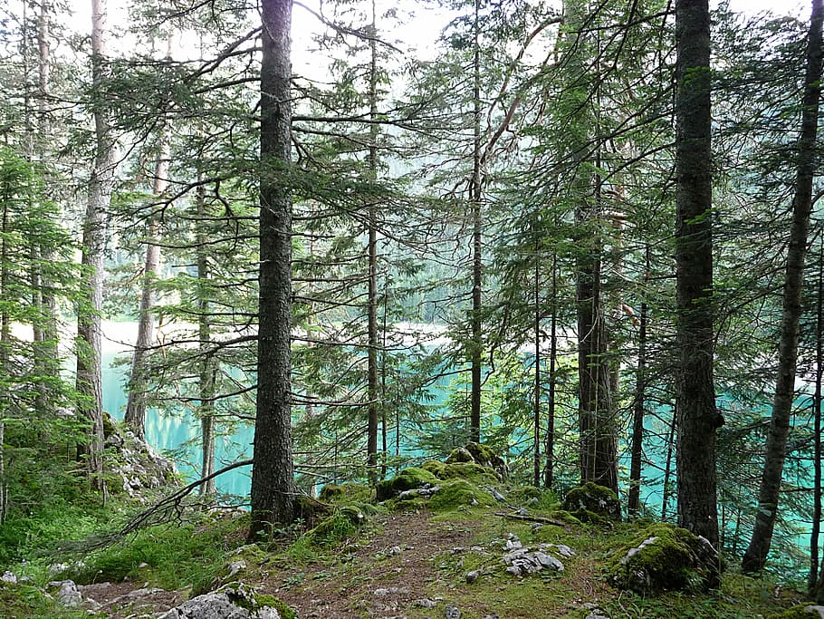 Forest, Tree, Lake, Nature, pine tree, woodland, tree trunk HD wallpaper