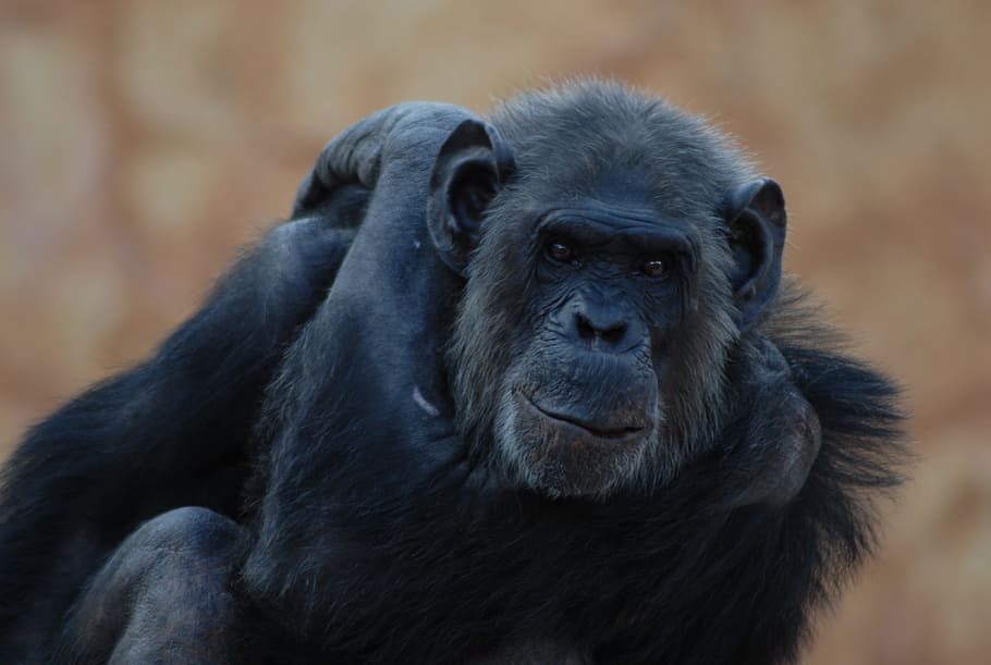 gorilla, animal, primate, animal themes, mammal, animal wildlife HD wallpaper