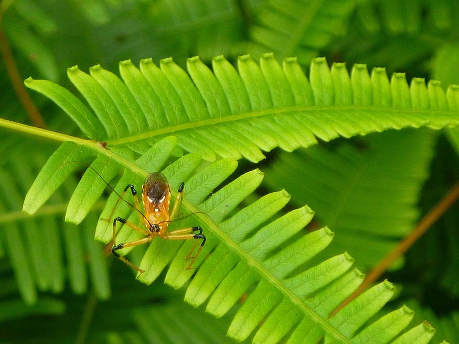 green, leaf, bug, nature, insect, plant, wildlife, natural HD wallpaper