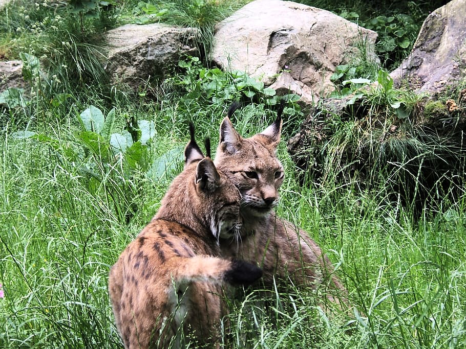 animals, lynx, cat, mammal, plant, animal themes, grass, vertebrate HD wallpaper
