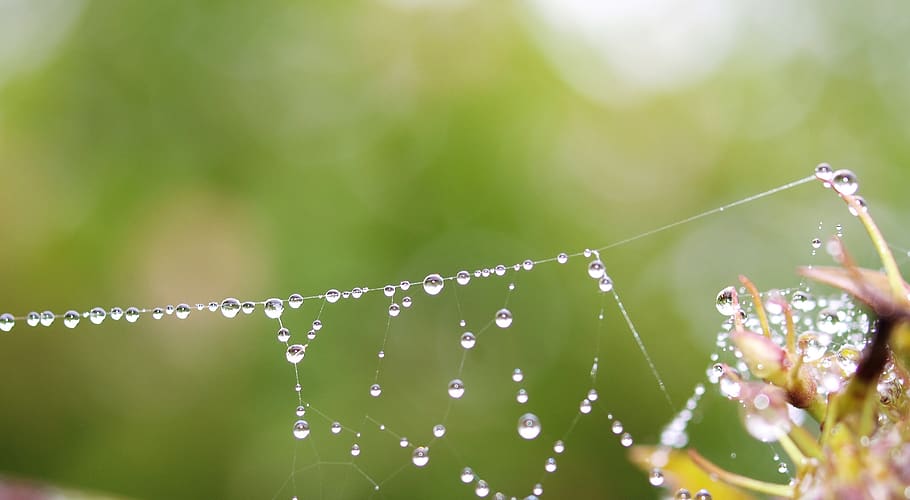 web, dew, rain drops, water, fragility, vulnerability, spider web HD wallpaper