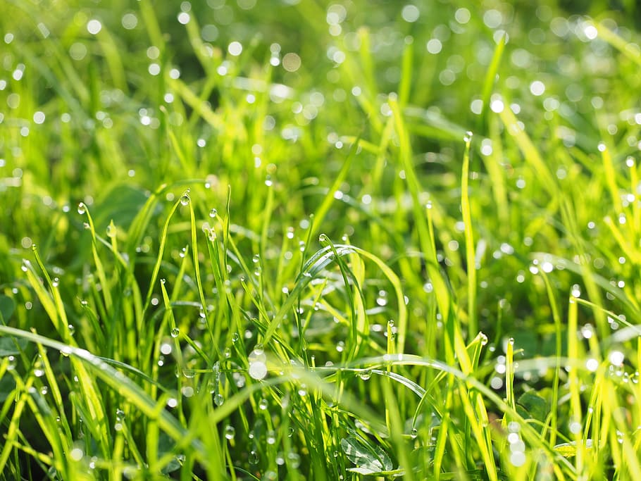 Dewdrop, Drip, Wet, Green, Meadow, Meadow, Grass, rush, morgentau HD wallpaper