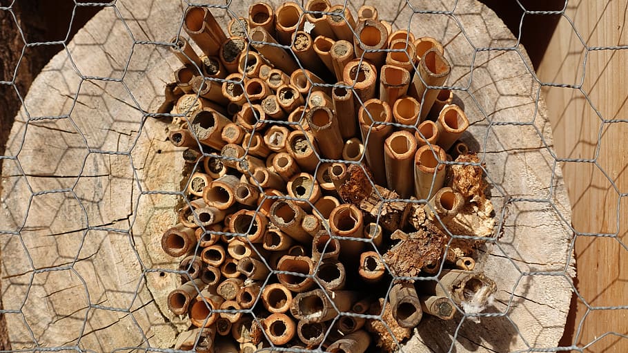 structure, tree grates, wild bees, hibernation help, insect hotel HD wallpaper