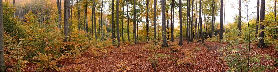 forest, nature, trees, landscape, autumn, plant, woodland, plant part HD wallpaper
