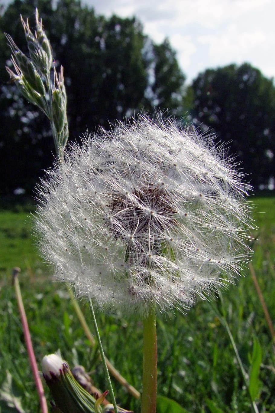 flower, dandelion, nature, plant, fragility, vulnerability HD wallpaper