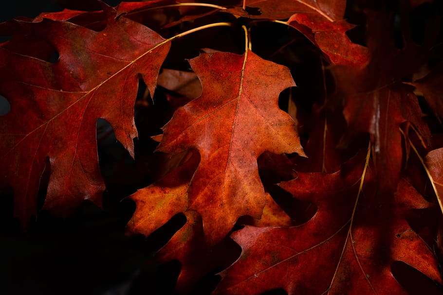 selective focus photography of maple leaves, red leaf, autumn HD wallpaper