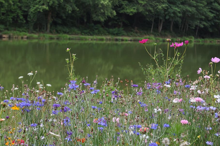 nature, meadows, summer, field, wildflower, plant, flowering plant HD wallpaper