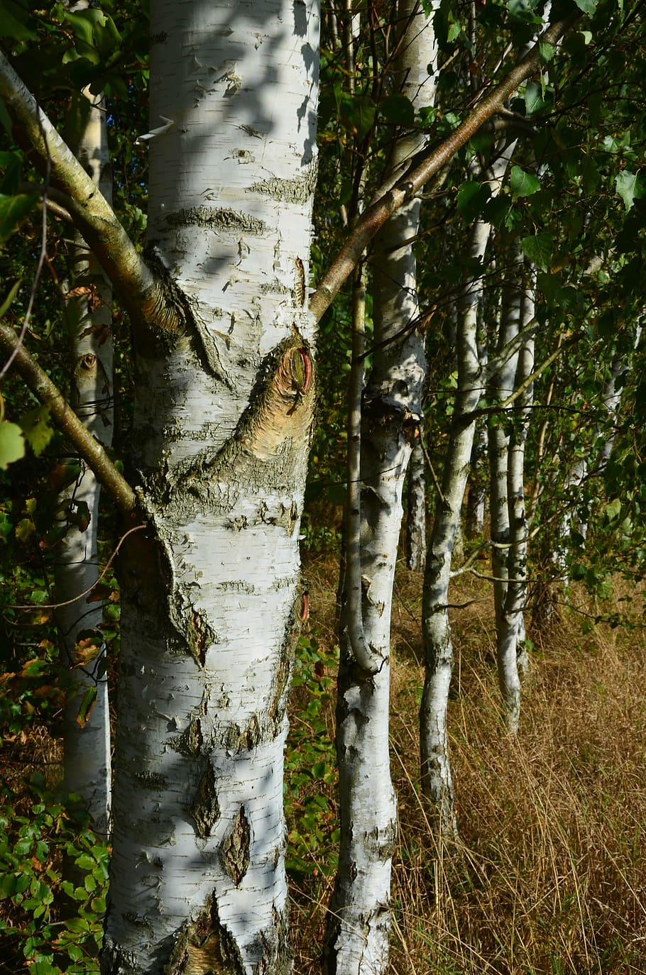 birch, forest, trees, plant, white, sunbeam, tree trunk, growth HD wallpaper