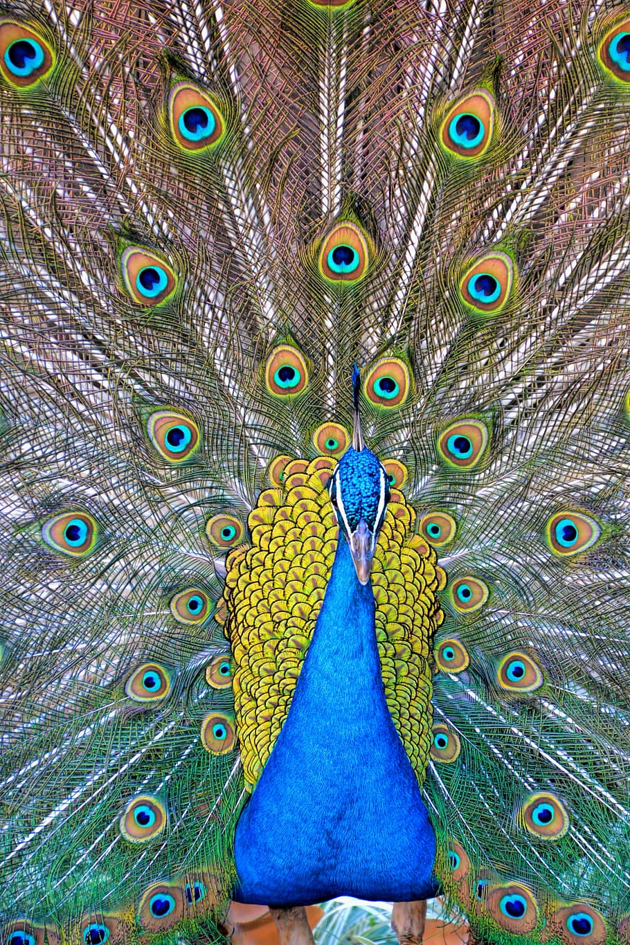 peacock, peacock feathers, birds, blue, green, pattern, design, HD wallpaper