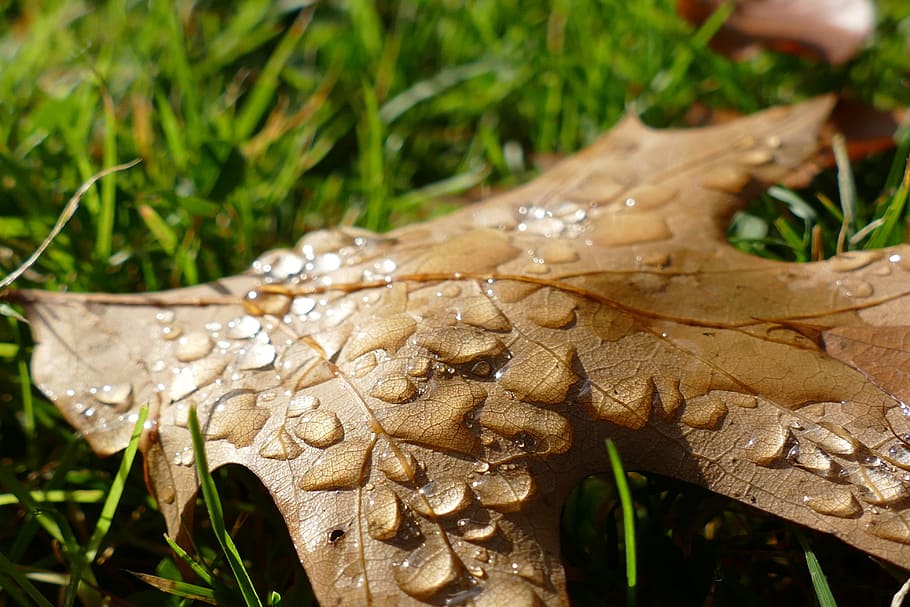 leaf, oak, autumn, oak leaf, emerge, plant, close-up, wet, plant part HD wallpaper