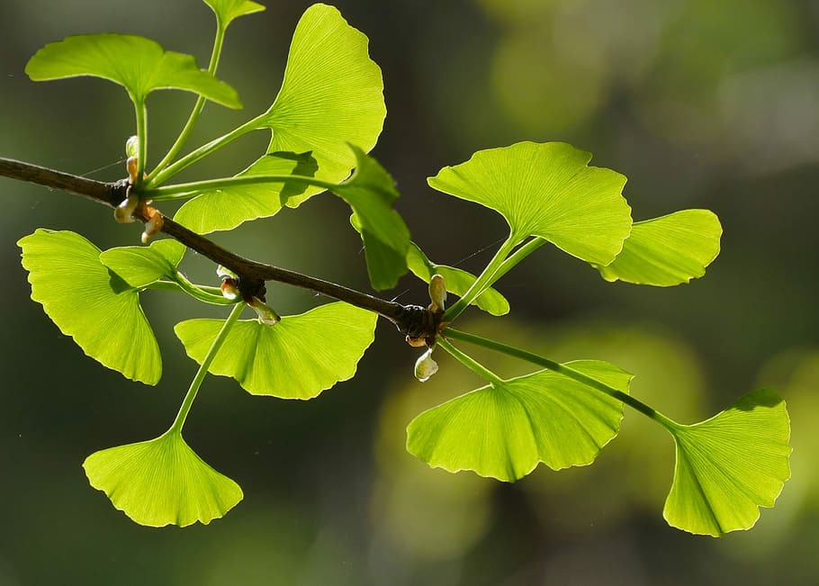 selective focus photography of green leafed plant, flora, nature HD wallpaper
