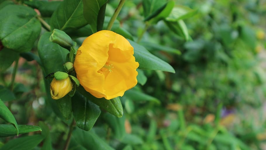 Flowers, England, blue, growth, green color, nature, yellow HD wallpaper