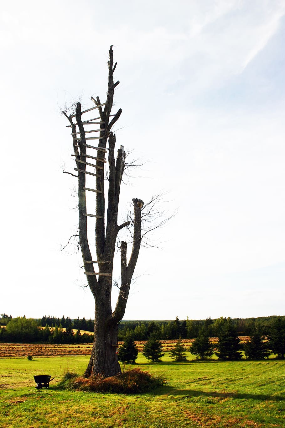 tree, dead, landscape, old, silhouette, ladder, plant, sky HD wallpaper