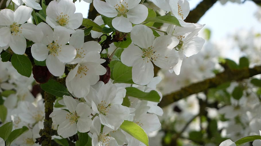 selective focus photography of white petaled flowers, Spring, Flowers HD wallpaper