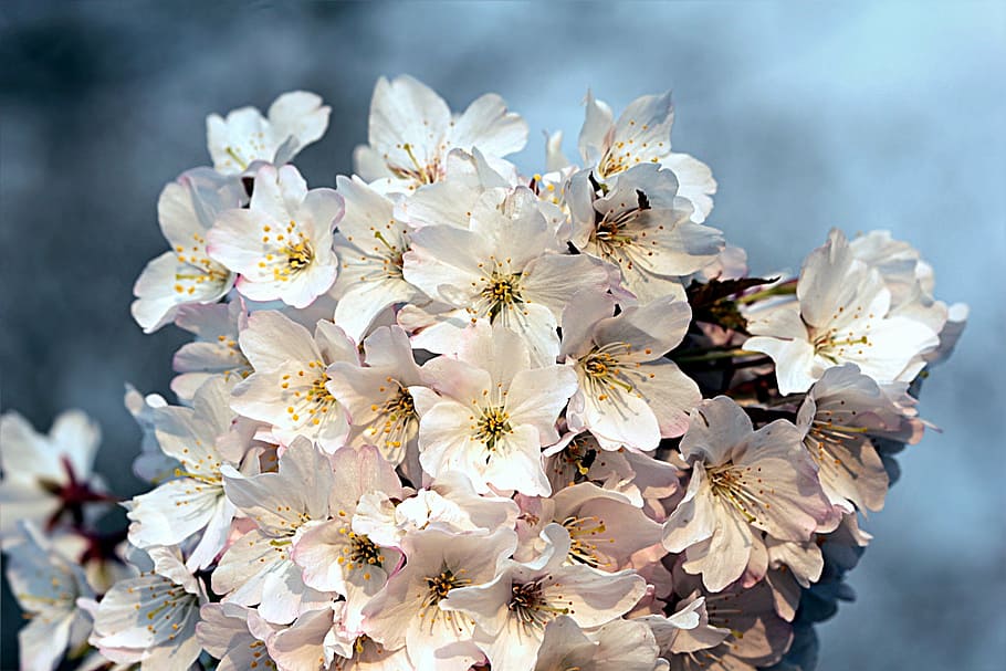 white petaled flowers, cherry blossom, bloom, spring, no people HD wallpaper