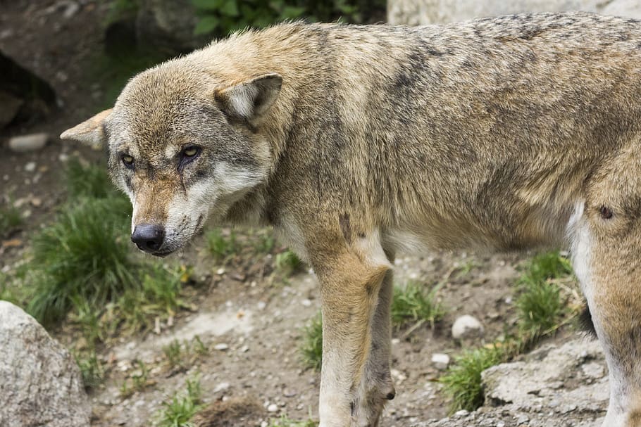 wolf, canis lupus, european wolf, animal, predator, canidae, HD wallpaper