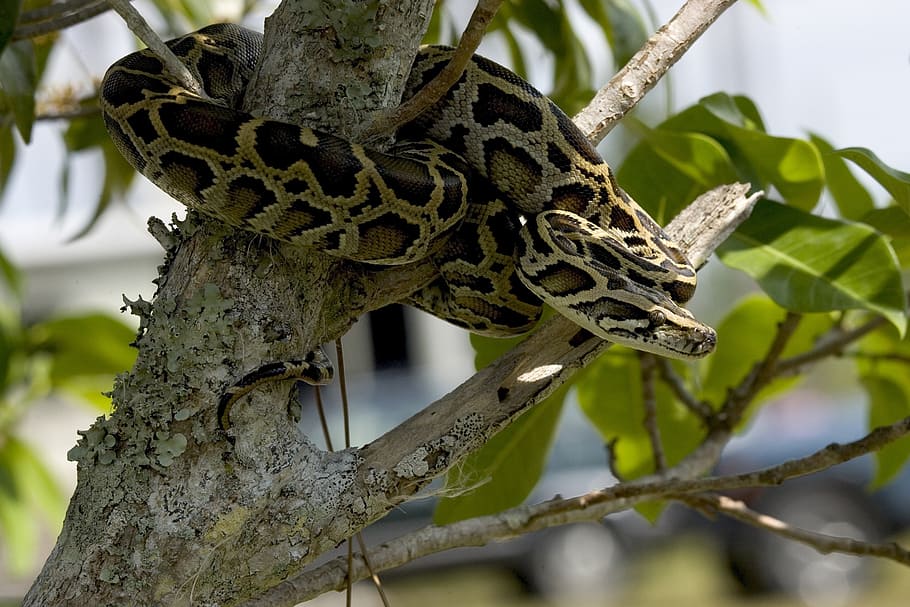 shallow focus photography of gray and black snake, python, burmese HD wallpaper