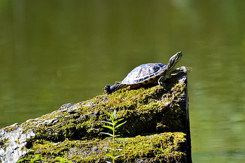 turtle on rock, reptile, water turtle, tortoise shell, giant tortoise HD wallpaper