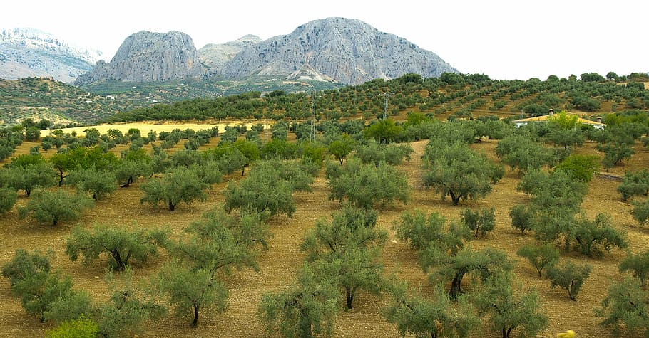 spain, andalusia, olive trees, olives, nature, mountain, landscape, HD wallpaper