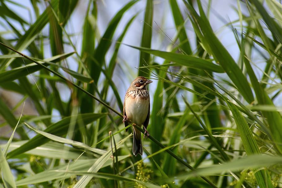 animal, grass, green, bird, wild birds, little bird, bunting department of HD wallpaper