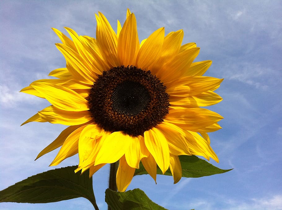 Sunflower, Sky, fragility, yellow, petal, flower head, flowering plant HD wallpaper