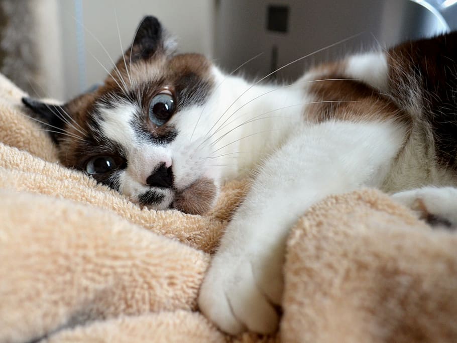 white and brown fur cat lying on brown textile, siamese, mix HD wallpaper