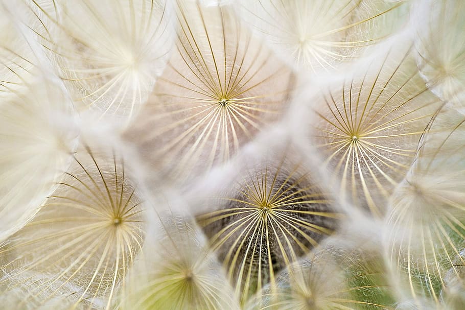white dandelion flowers, shallow focus photo of dandelions, macro HD wallpaper