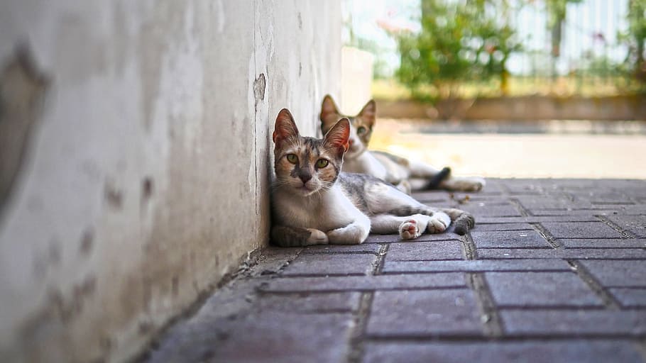 two white-black-and-brown tabby cats on concrete pavement, cute HD wallpaper