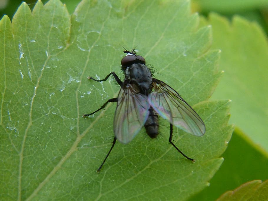 fly, leaf, close, insect, green, nature, macro, plant, animal HD wallpaper