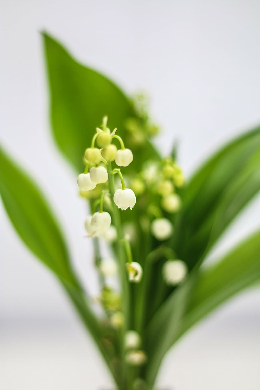 thrush, flower, bell, spring, 1 ° may, lily of the valley, HD wallpaper