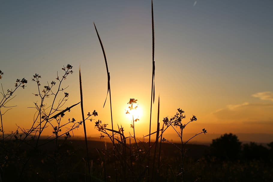 sunset, sky, dawn, nature, landscape, silhouette, tree, beauty in nature HD wallpaper
