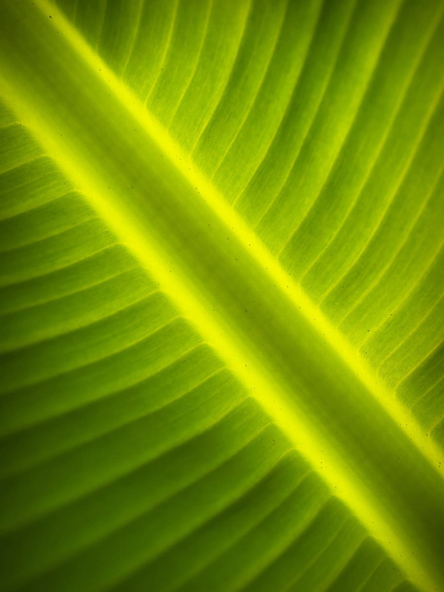 nature, leaf, blur, lines, colors, environment, green, green color HD wallpaper