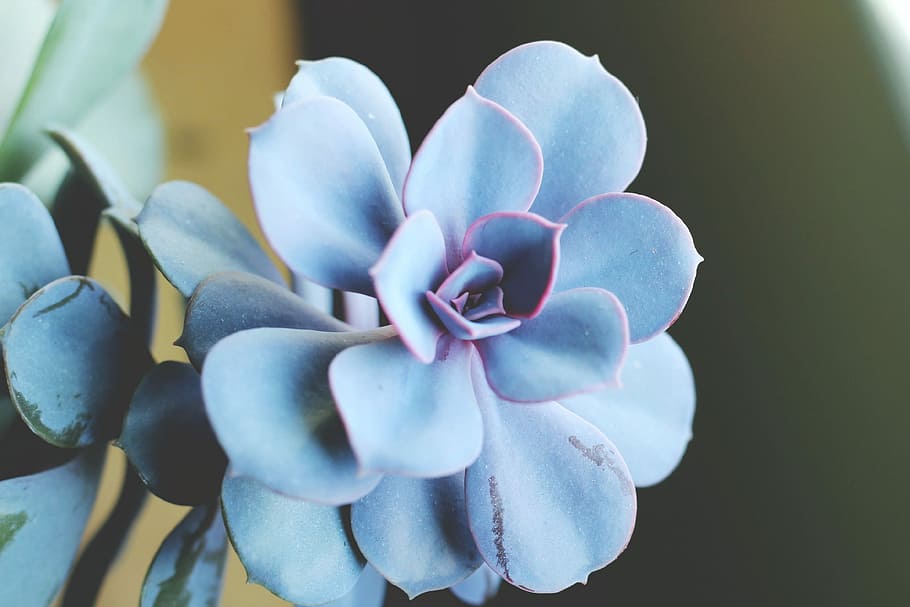 Hanging Succulent, blue succulent plant, flower, petal, leaf HD wallpaper