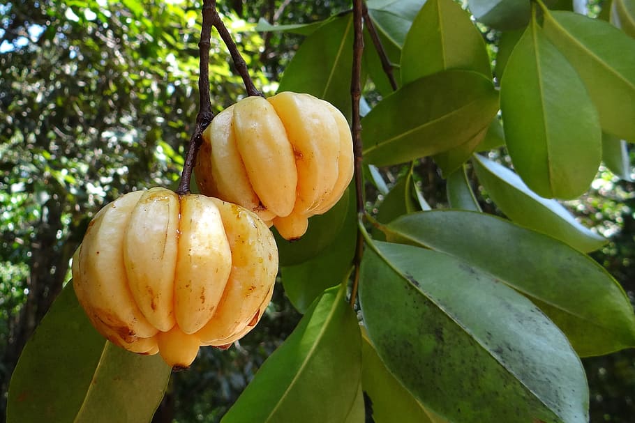 Garcinia cambogia 1080P, 2K, 4K, 5K HD wallpapers free download | Wallpaper  Flare